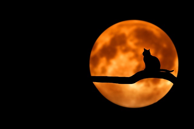Step-by-Step: Creating DIY Halloween Masterpieces